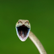 Imagen para el artículo titulado Es imposible que veas las fotos más cómicas de vida salvaje de 2021 sin que termines con una sonrisa